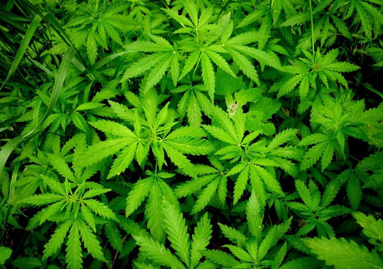 Травушка-муравушка. Полицейские задержали женщину с марихуаной.