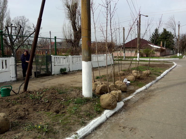 Посадка деревьев в городе