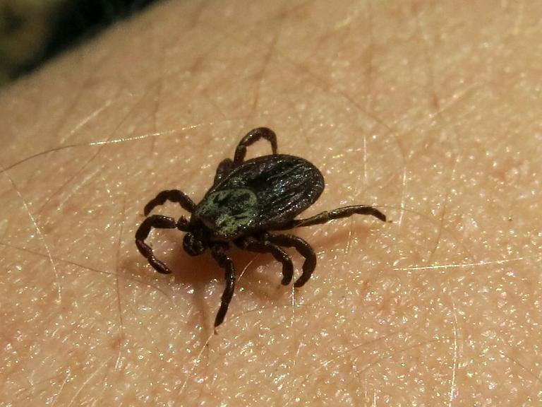 Клещи активизировались