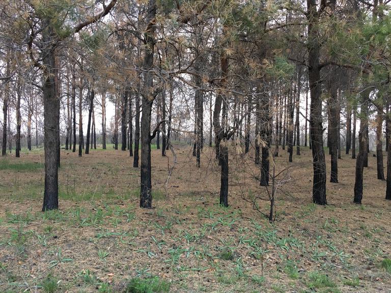 "Лесные пожары" на пляже