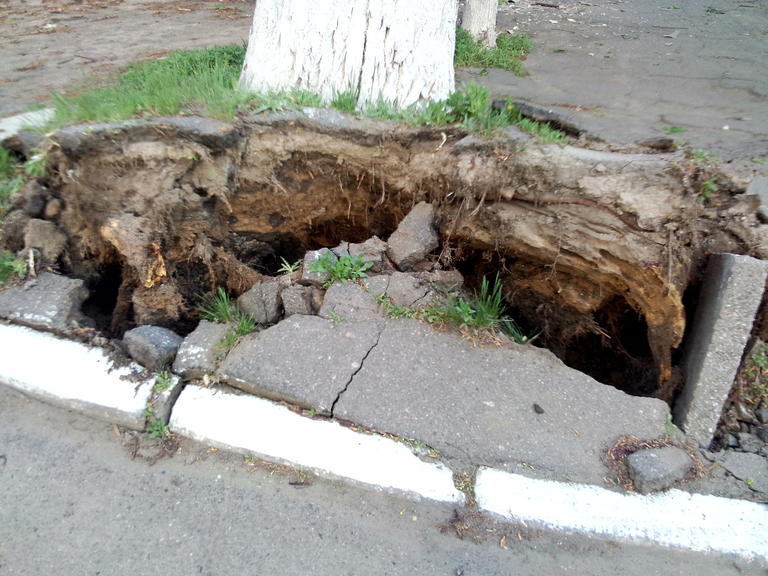 Возле Приватбанка упало дерево!