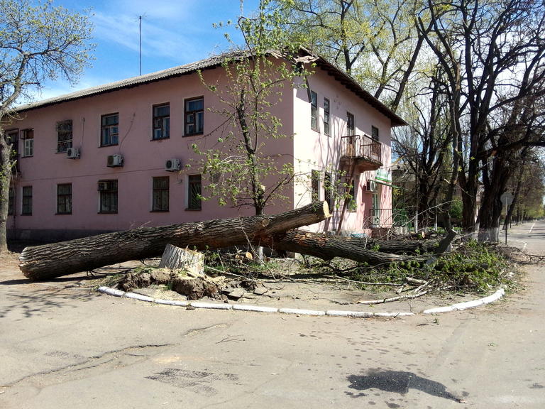 Упавшее после вчерашнего урагана дерево уже спилили