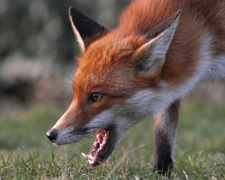 На 1-м поселке лисица покусала собаку. Ведутся работы по профилактике бешенства!