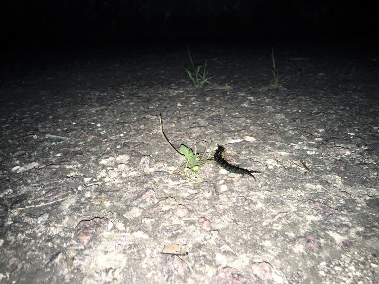 Ночные жители городского пляжа