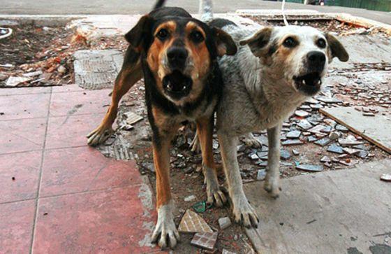 Город заплатит почти 40 тысяч гривен за отлов 50 собак!