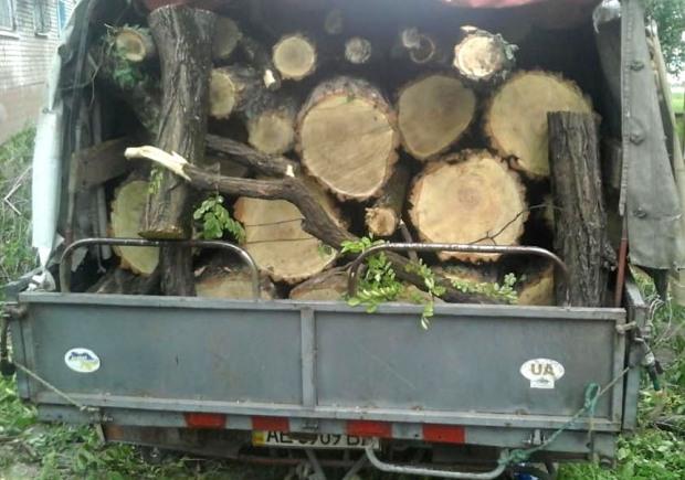 Под предлогом «аварийного омоложения» в Каменском уничтожают деревья