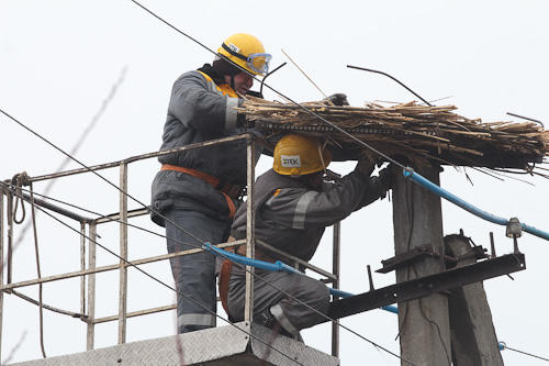 ДТЭК Днепрооблэнерго обустраивает безопасные гнезда для аистов