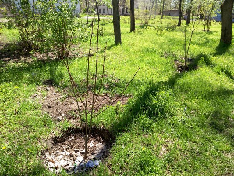 От читателей в газету: «Спасибо всем, кто не дает городу превратиться в пустыню!