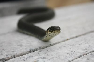 На Днепропетровщине нашли смертельно ядовитый гибрид змеи