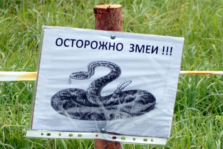 Змеи в городе. Кто должен их отлавливать?