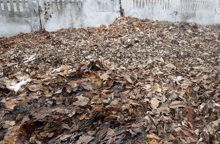 Уборка листьев важнее здоровья пациентов?