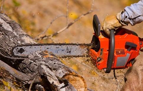 На обрезку и удаление деревьев потратят почти полмиллиона гривен