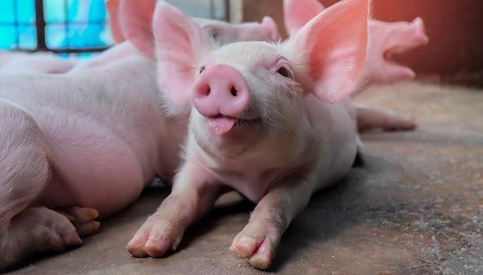 В Покровском исправительном центре обнаружили африканскую чуму свиней!