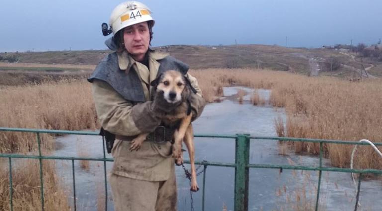 В Шолохово спасатели вытащили собаку из речки