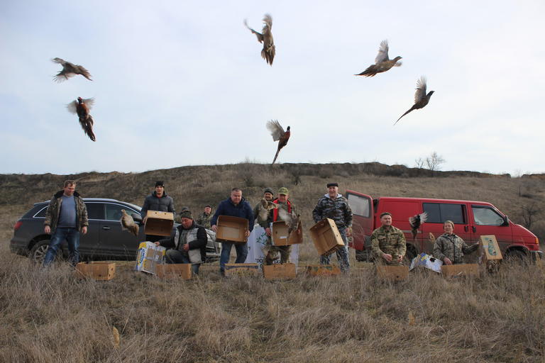 Возле Покрова охотники выпустили на волю больше сотни фазанов (ФОТО, ВИДЕО)