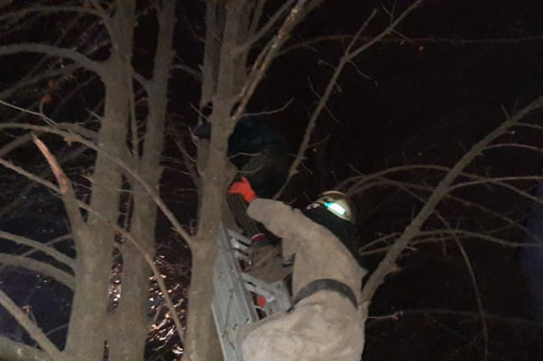 В Покрове пришлось спасать парня, пытавшегося снять кошку с дерева