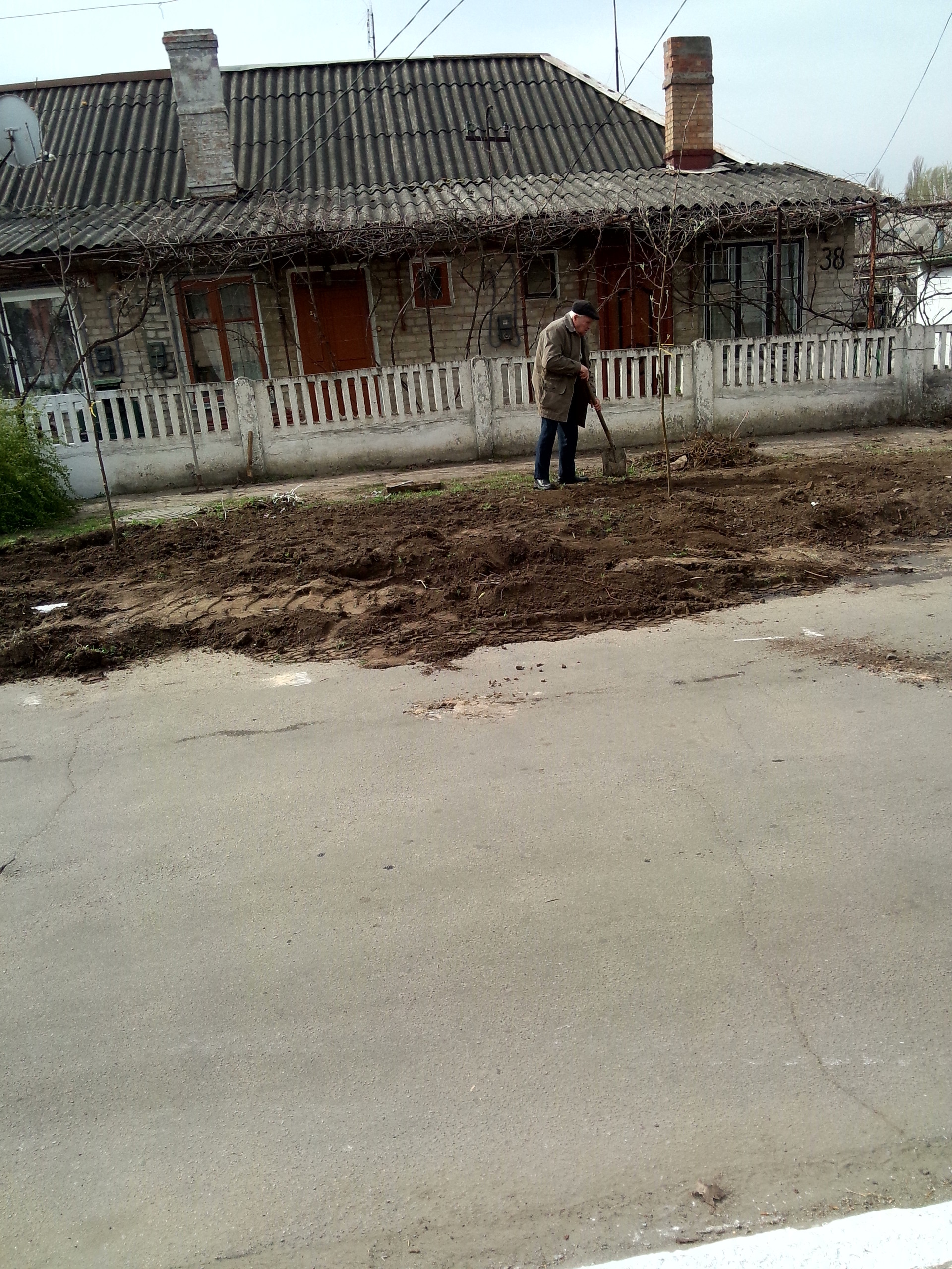 посадка деревьев в городе - изображение 5