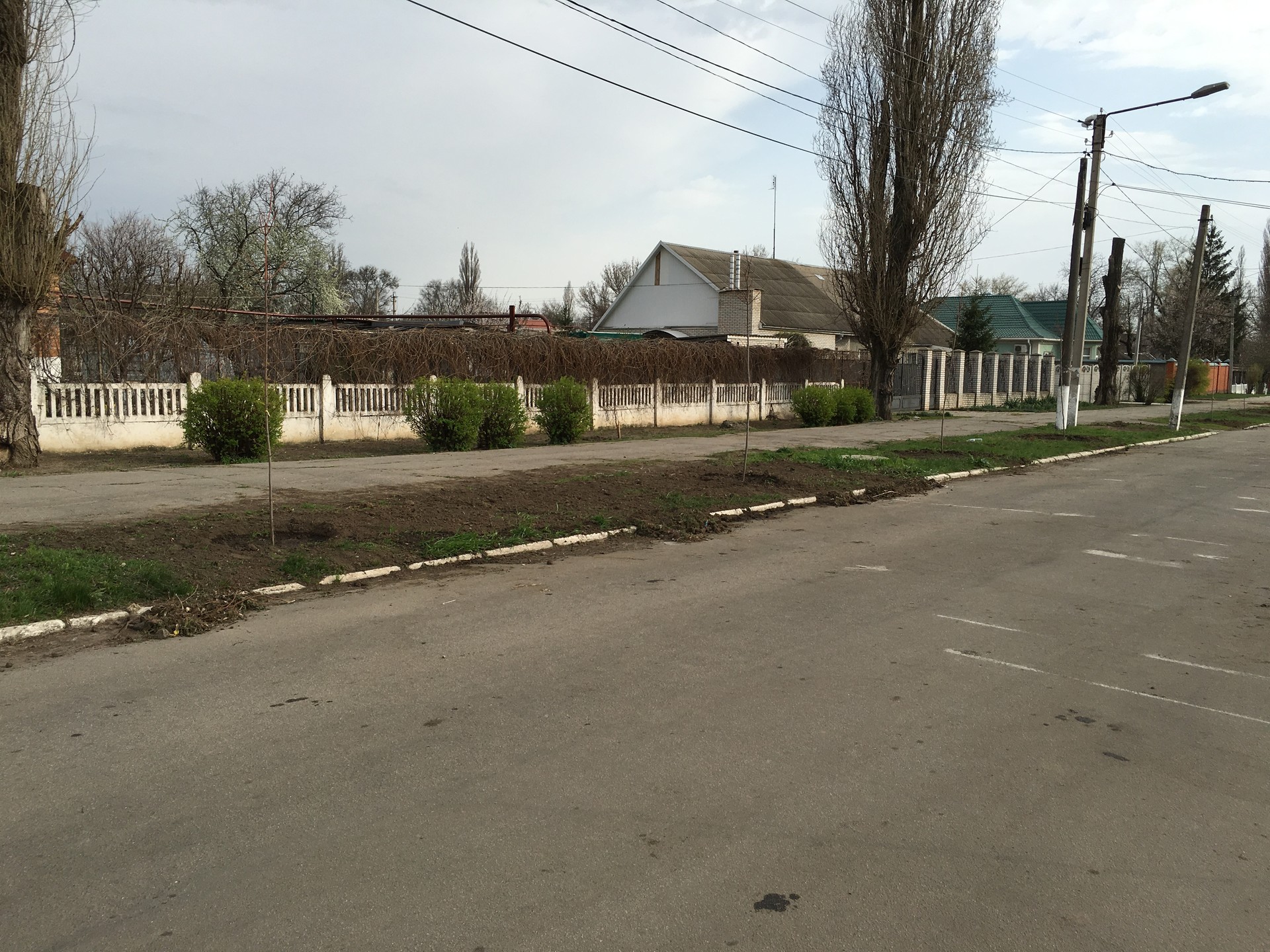 посадка деревьев в городе - изображение 7