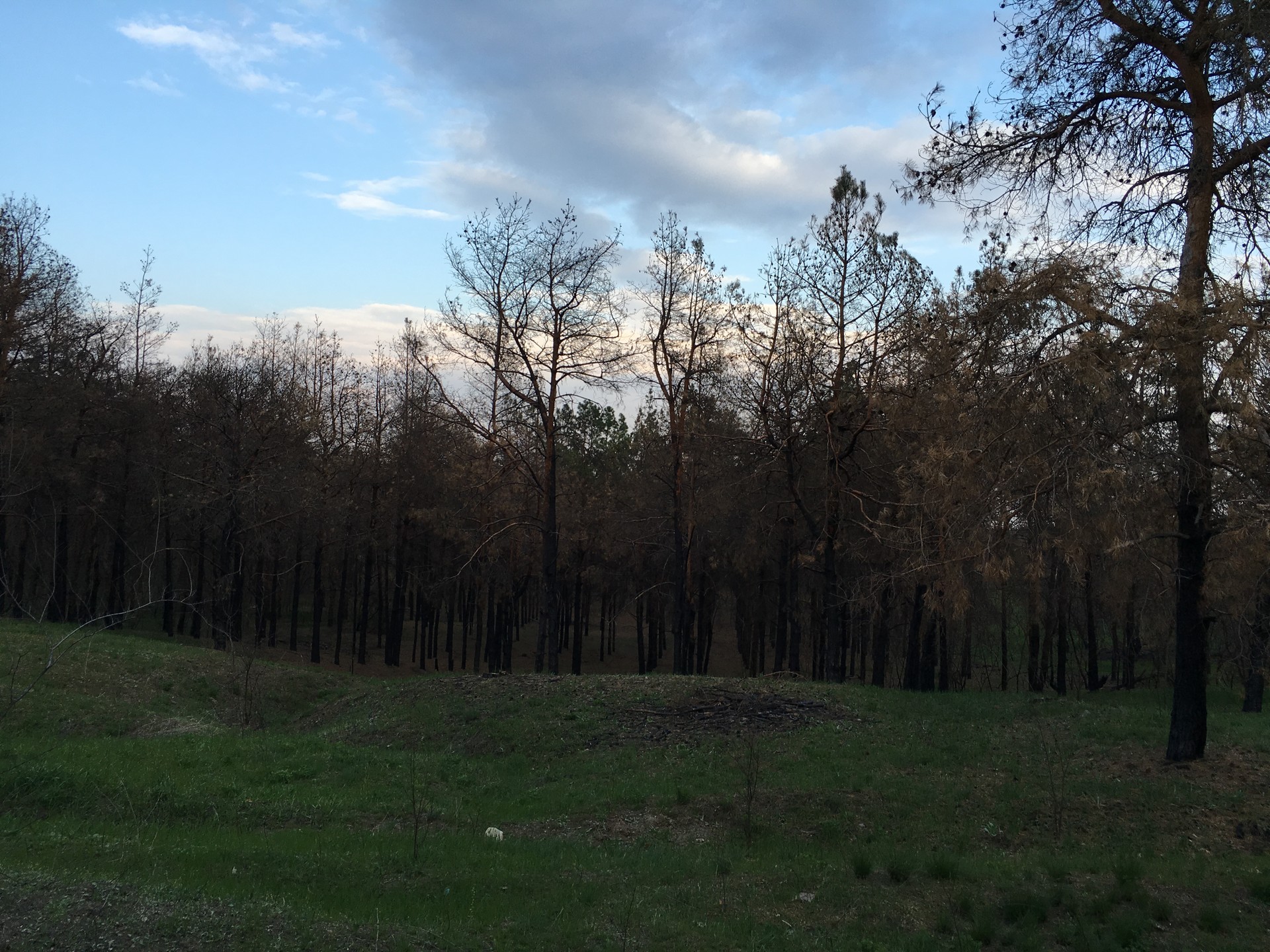 лесные пожары на пляже - изображение 3