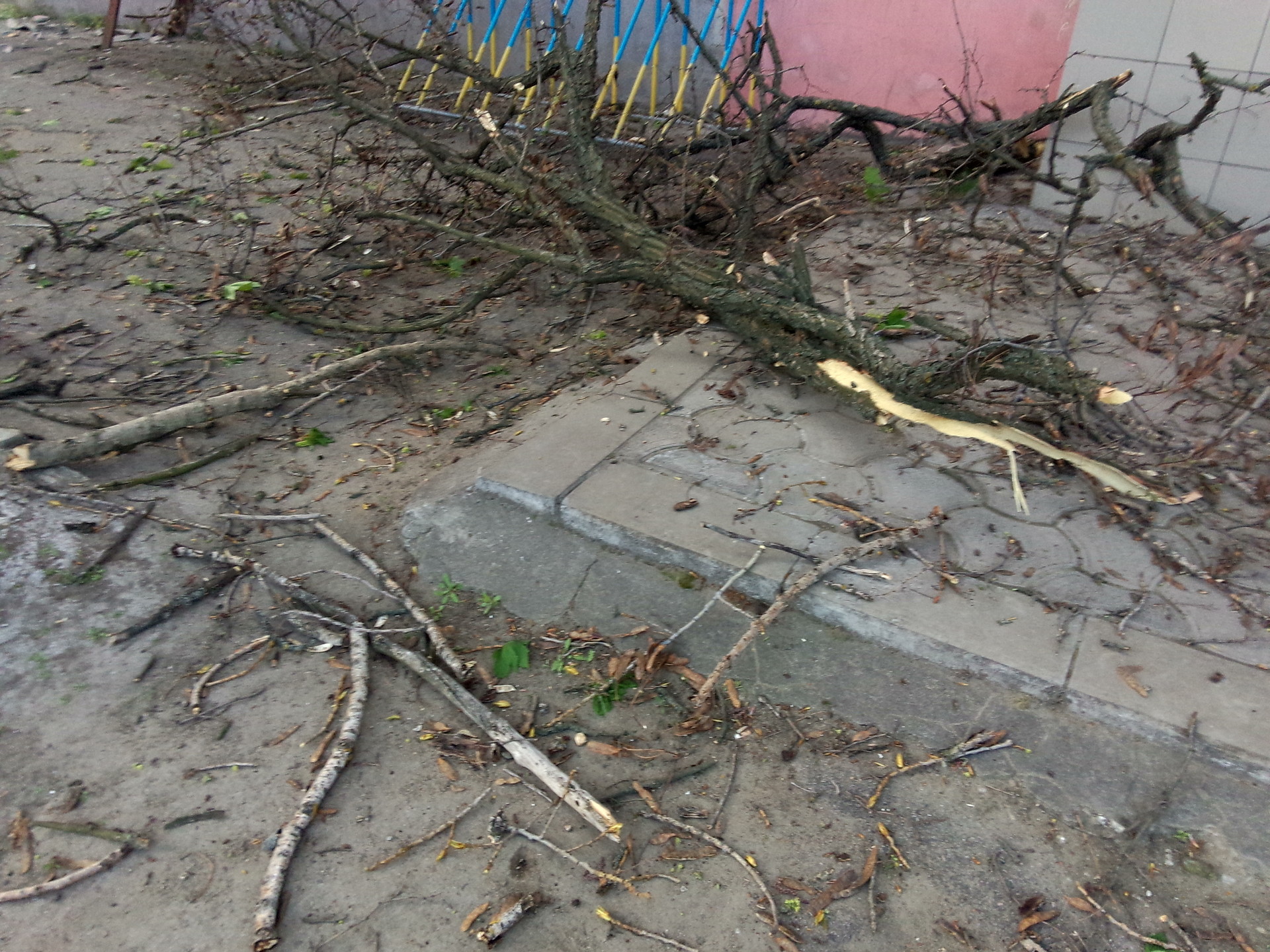 возле приватбанка упало дерево! - изображение 2