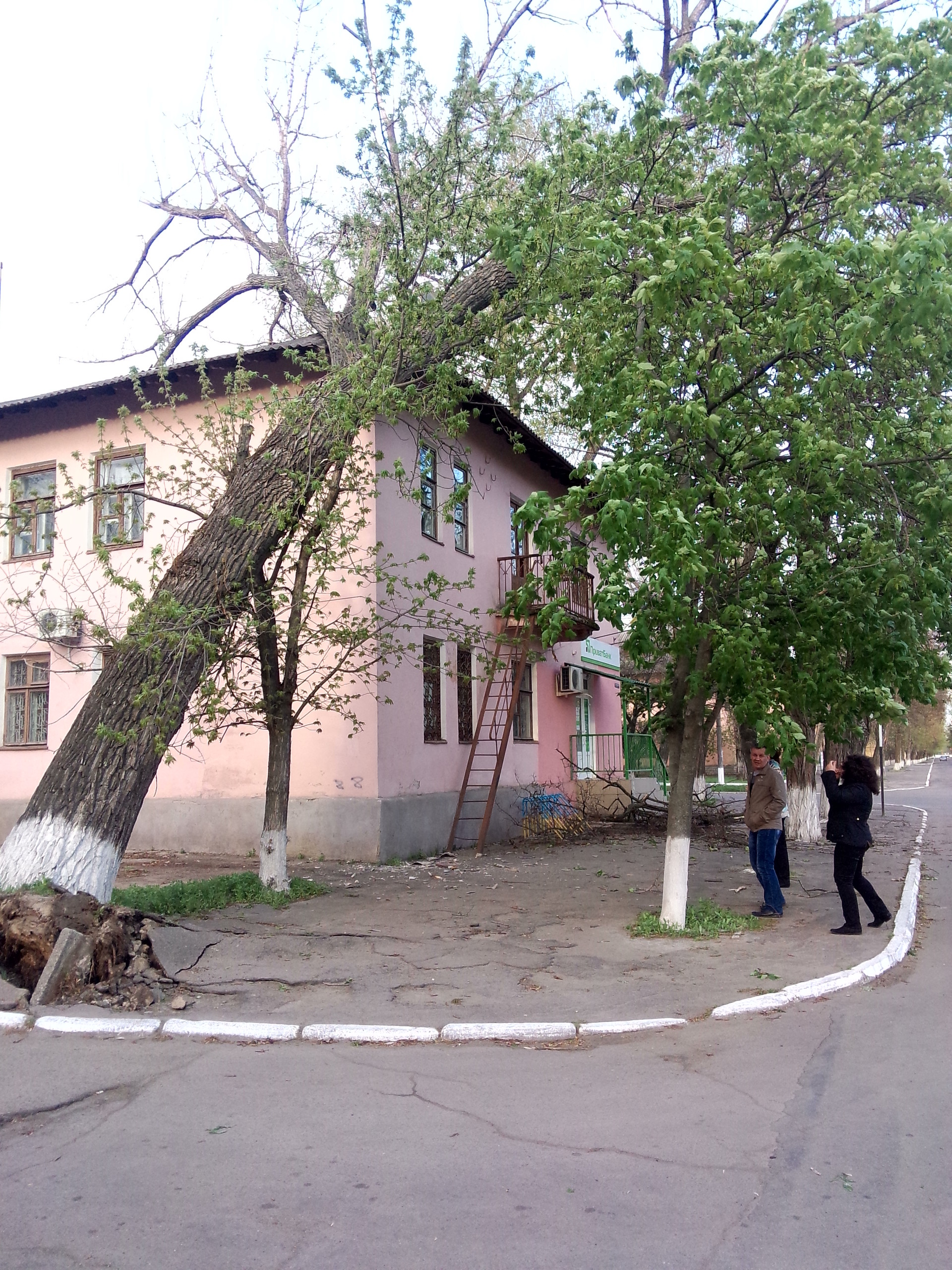 возле приватбанка упало дерево! - изображение 5