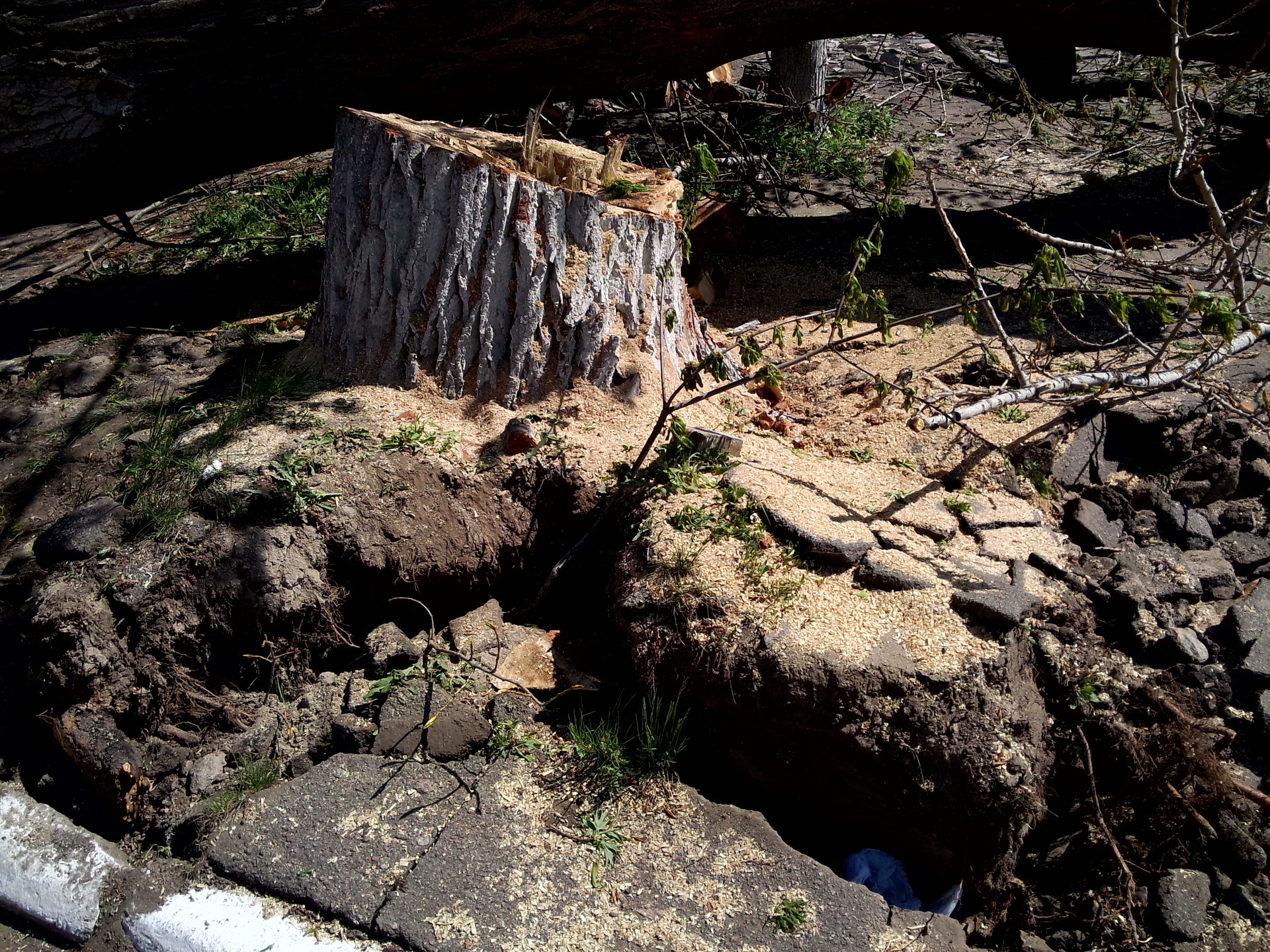 упавшее после вчерашнего урагана дерево уже спилили - изображение 3