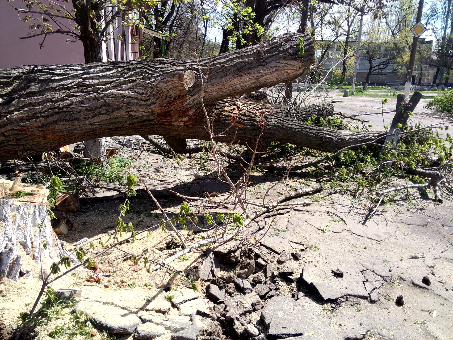 упавшее после вчерашнего урагана дерево уже спилили - изображение 4