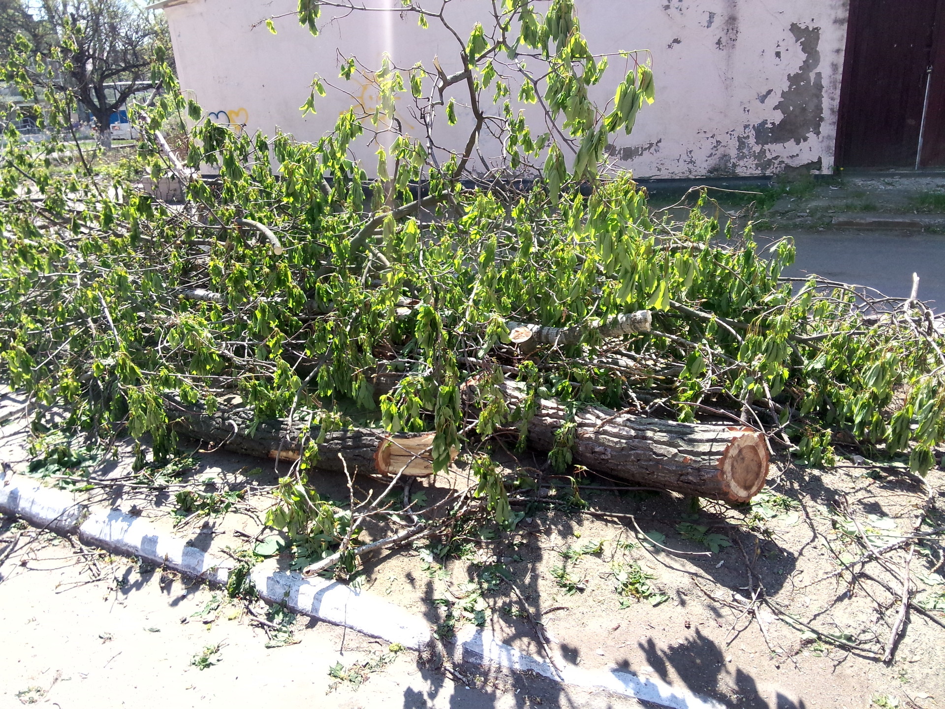 упавшее после вчерашнего урагана дерево уже спилили - изображение 6
