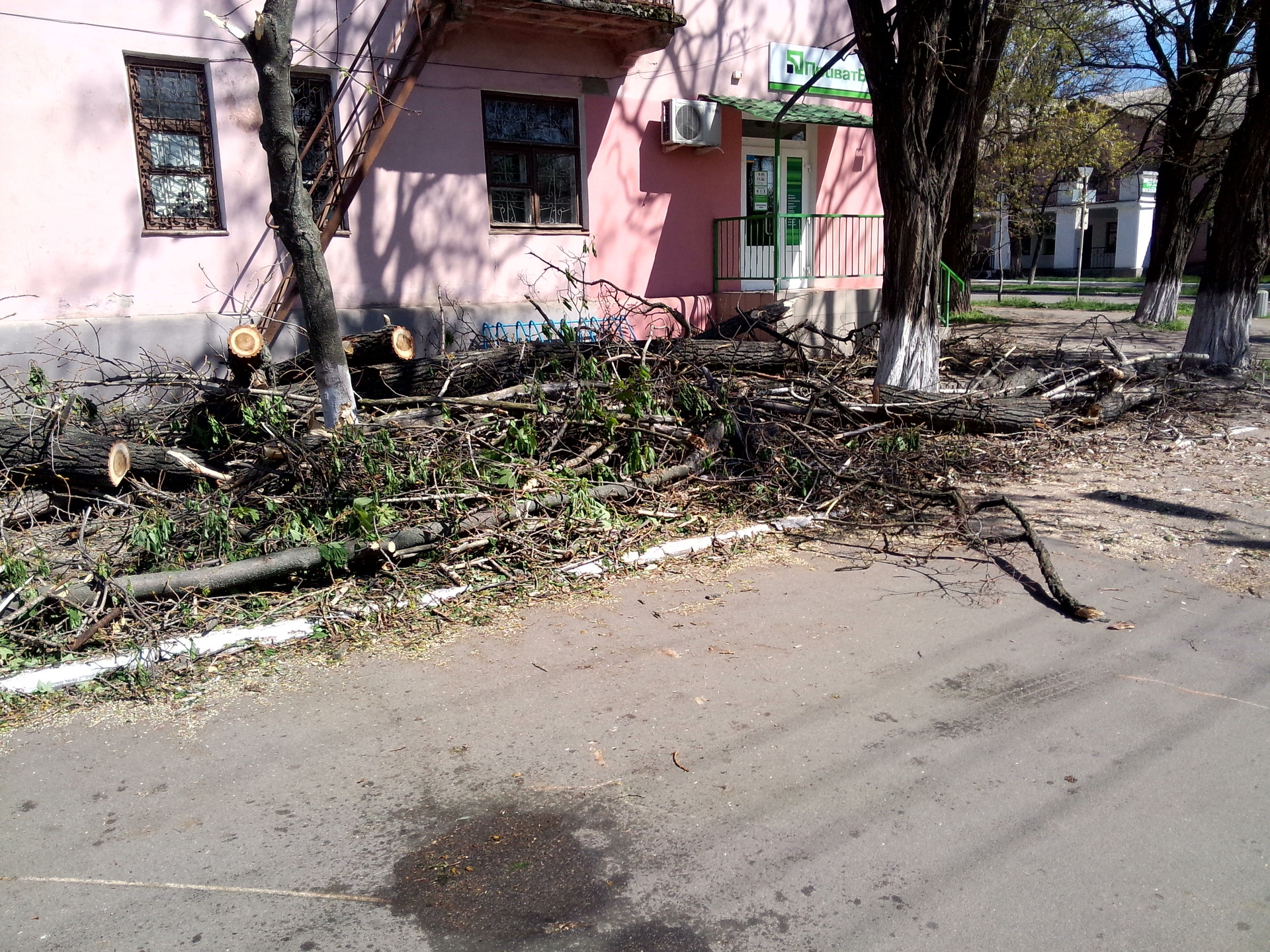 упавшее после вчерашнего урагана дерево уже спилили - изображение 7