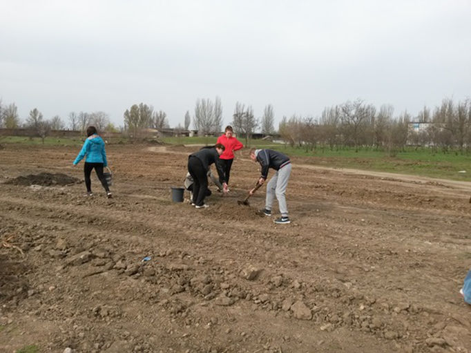 деревья мира - изображение 1