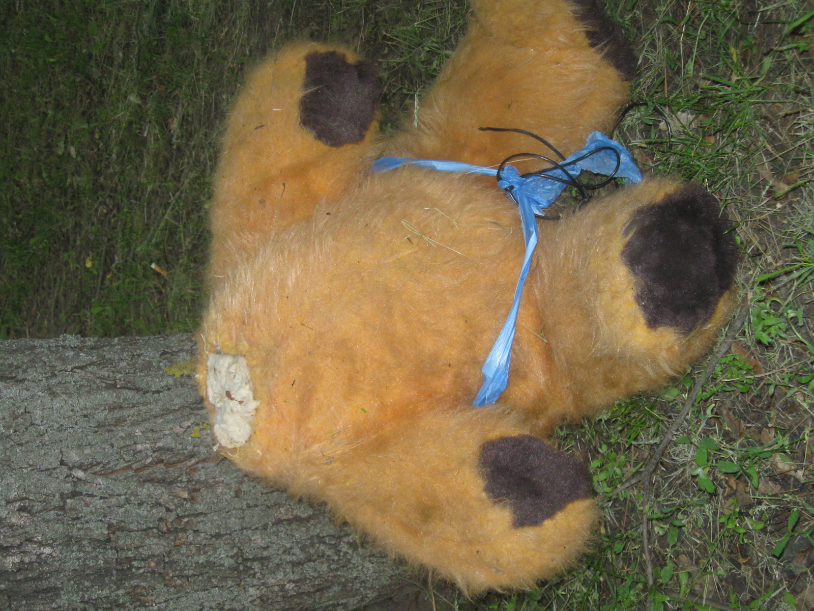 шутливое убийство - в дендропарке нашли обезглавленного медведя - изображение 2 шутливое убийство - в дендропарке нашли обезглавленного медведя - изображение 2