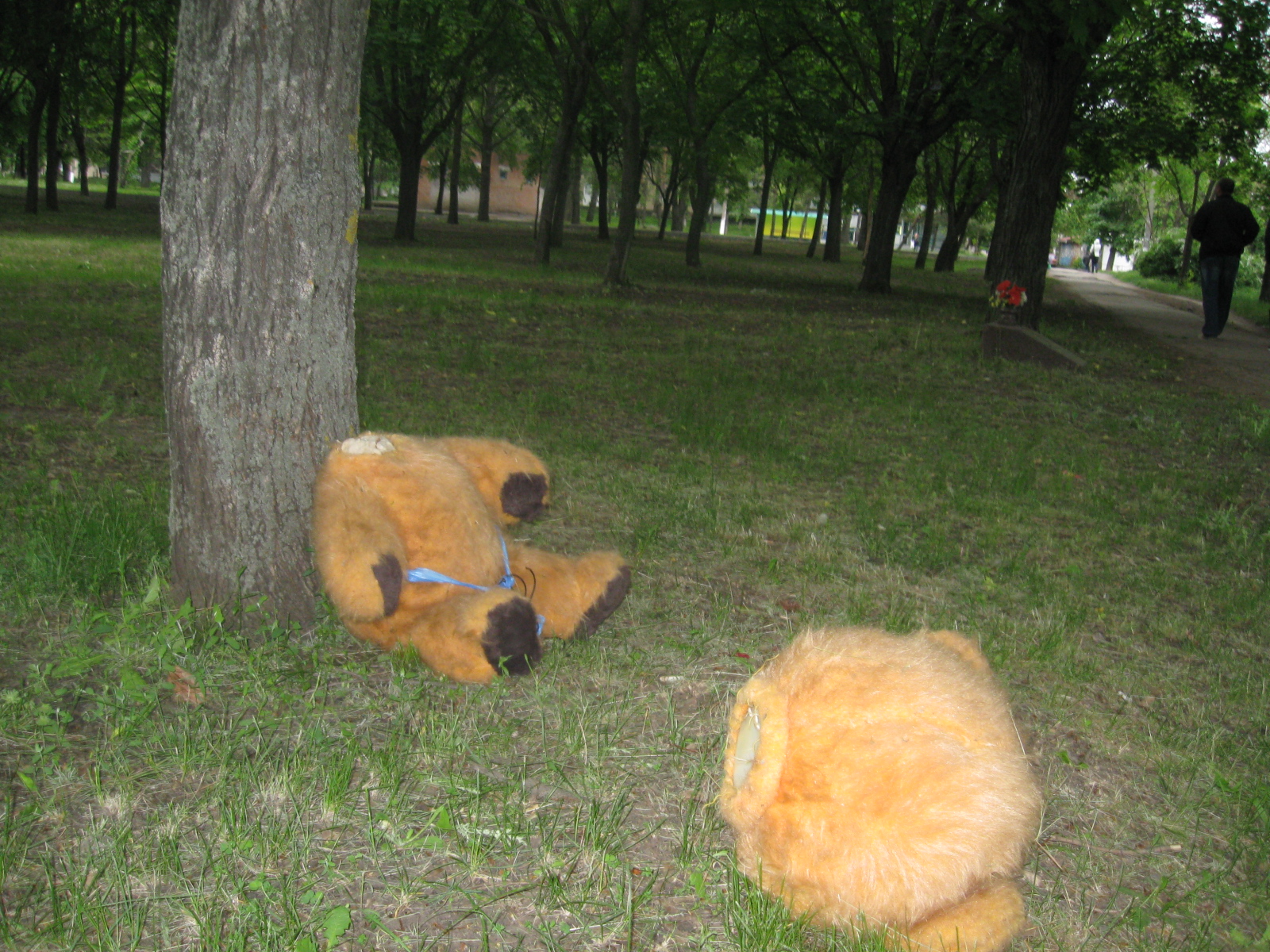 шутливое убийство - в дендропарке нашли обезглавленного медведя - изображение 1