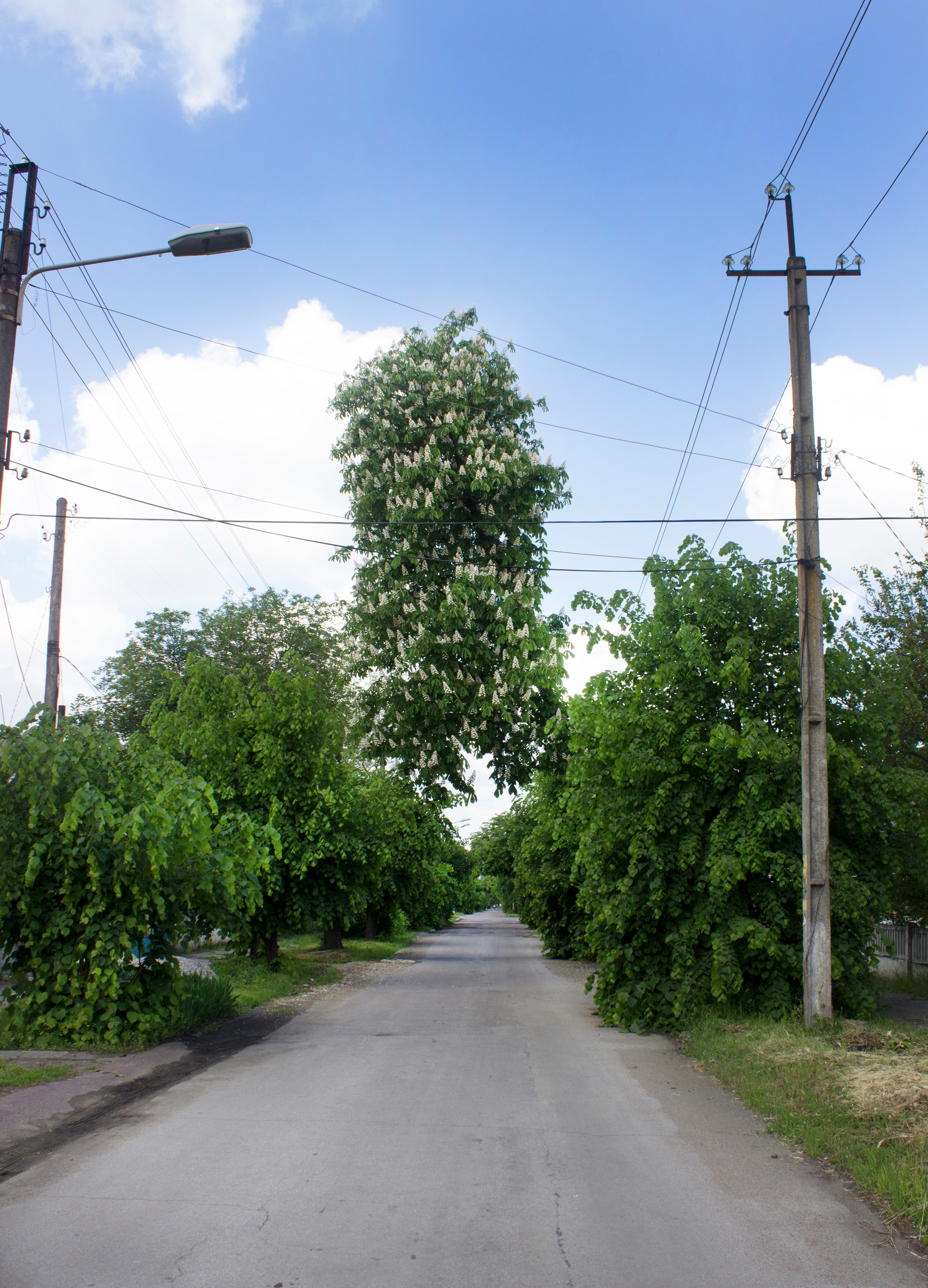 каштан-призрак - изображение 1