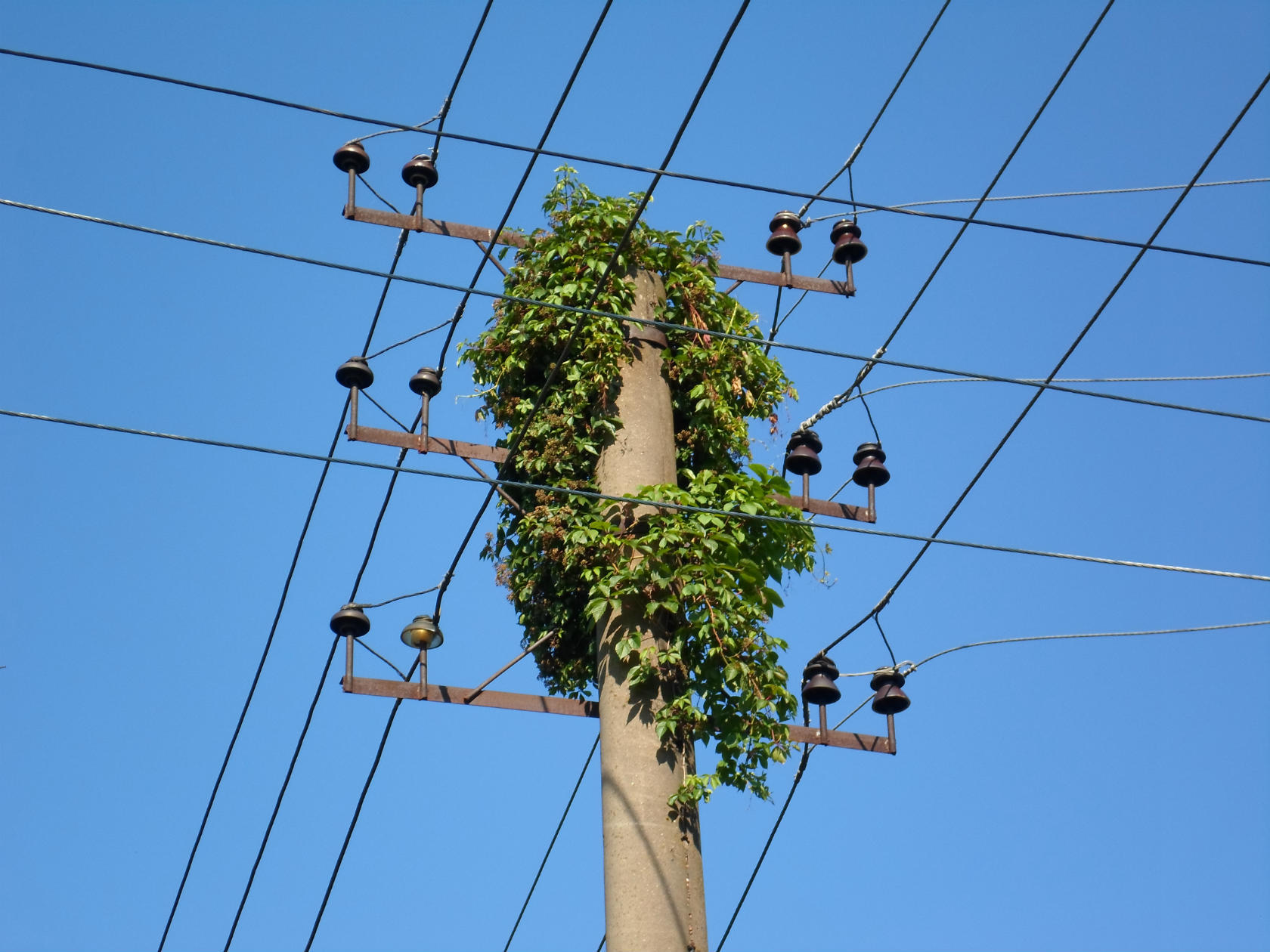 растут бетонные столбы... - изображение 1