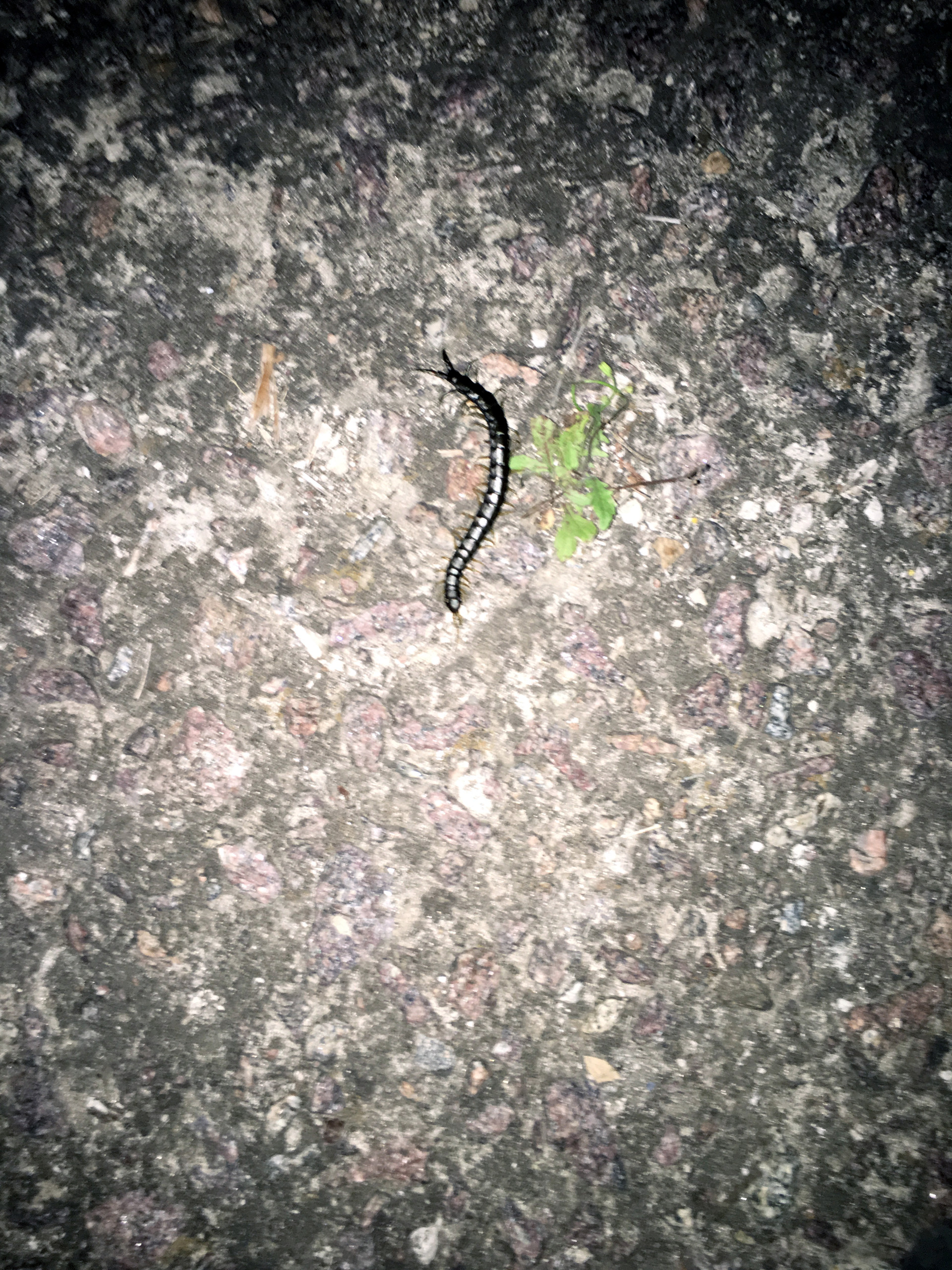 ночные жители городского пляжа - изображение 1