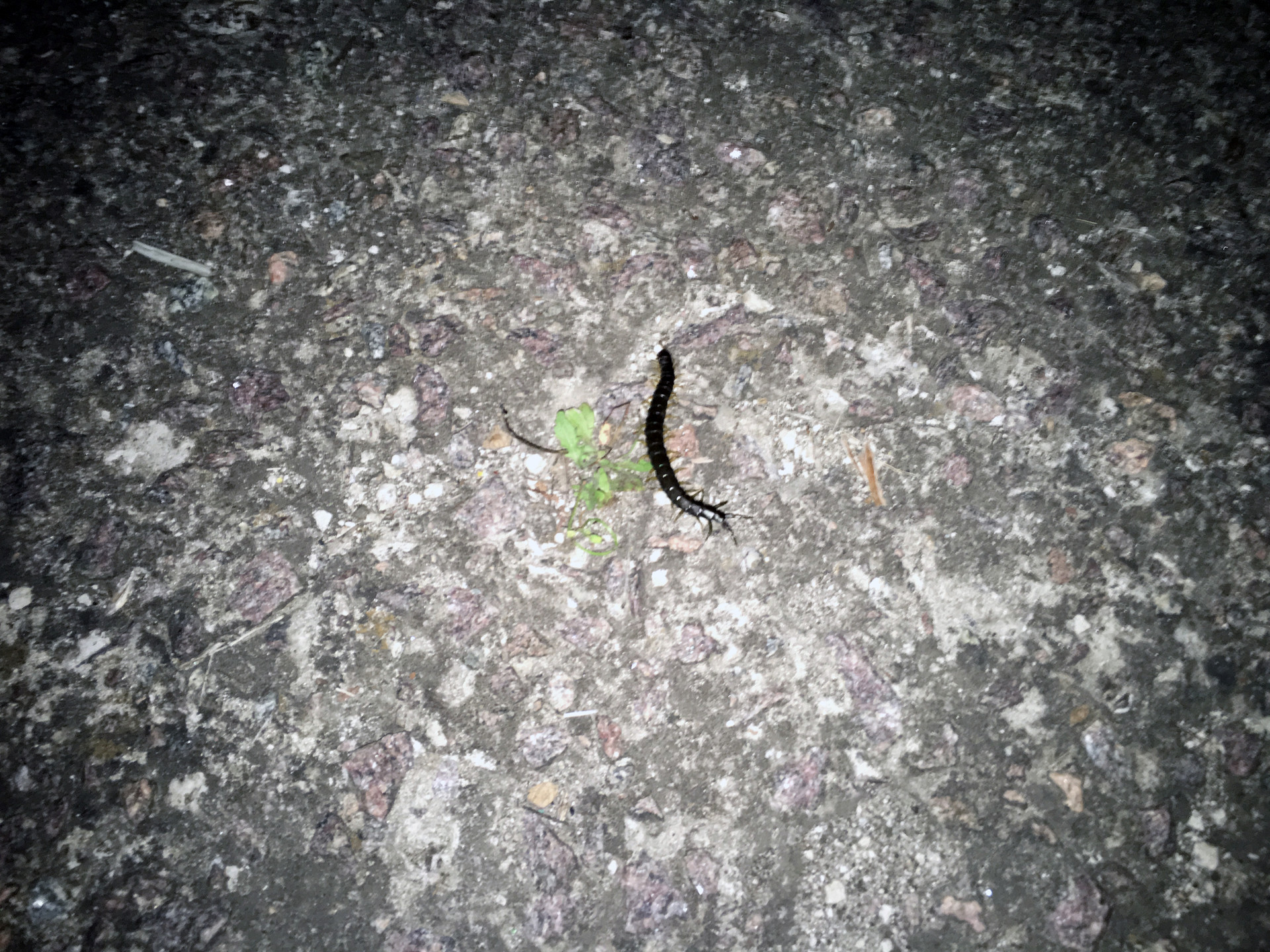 ночные жители городского пляжа - изображение 2 ночные жители городского пляжа - изображение 2