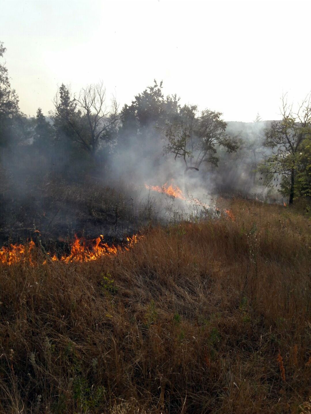 пляж в огне. поджог или небрежность? - изображение 1