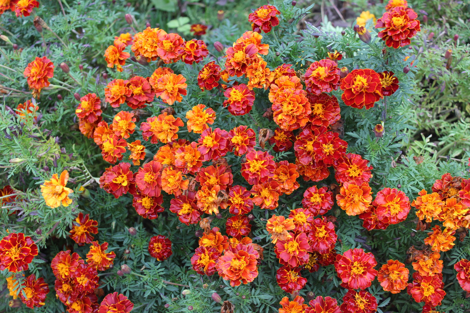 престольный праздник в храме святого апостола и евангелиста иоанна богослова - изображение 1 престольный праздник в храме святого апостола и евангелиста иоанна богослова - изображение 1