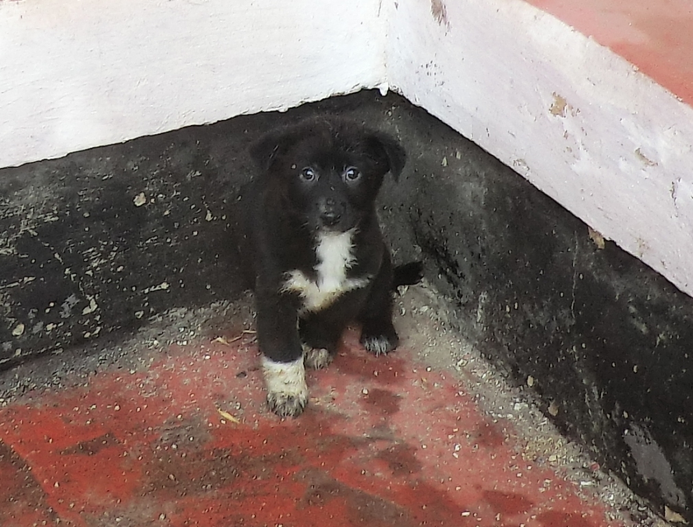 рятувальники проводили роз’яснювальну роботу та надавали допомогу - изображение 5