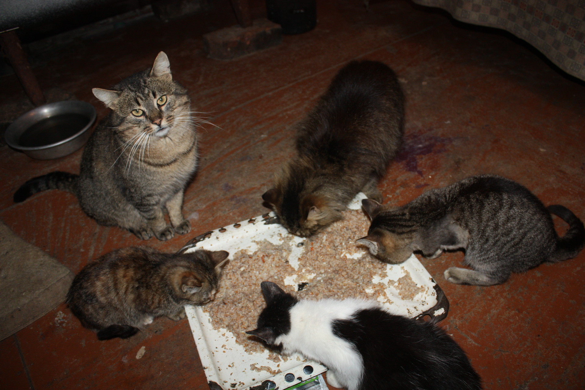 активисты молодежного совета помогли приюту «зоорай» ( видео) - изображение 2