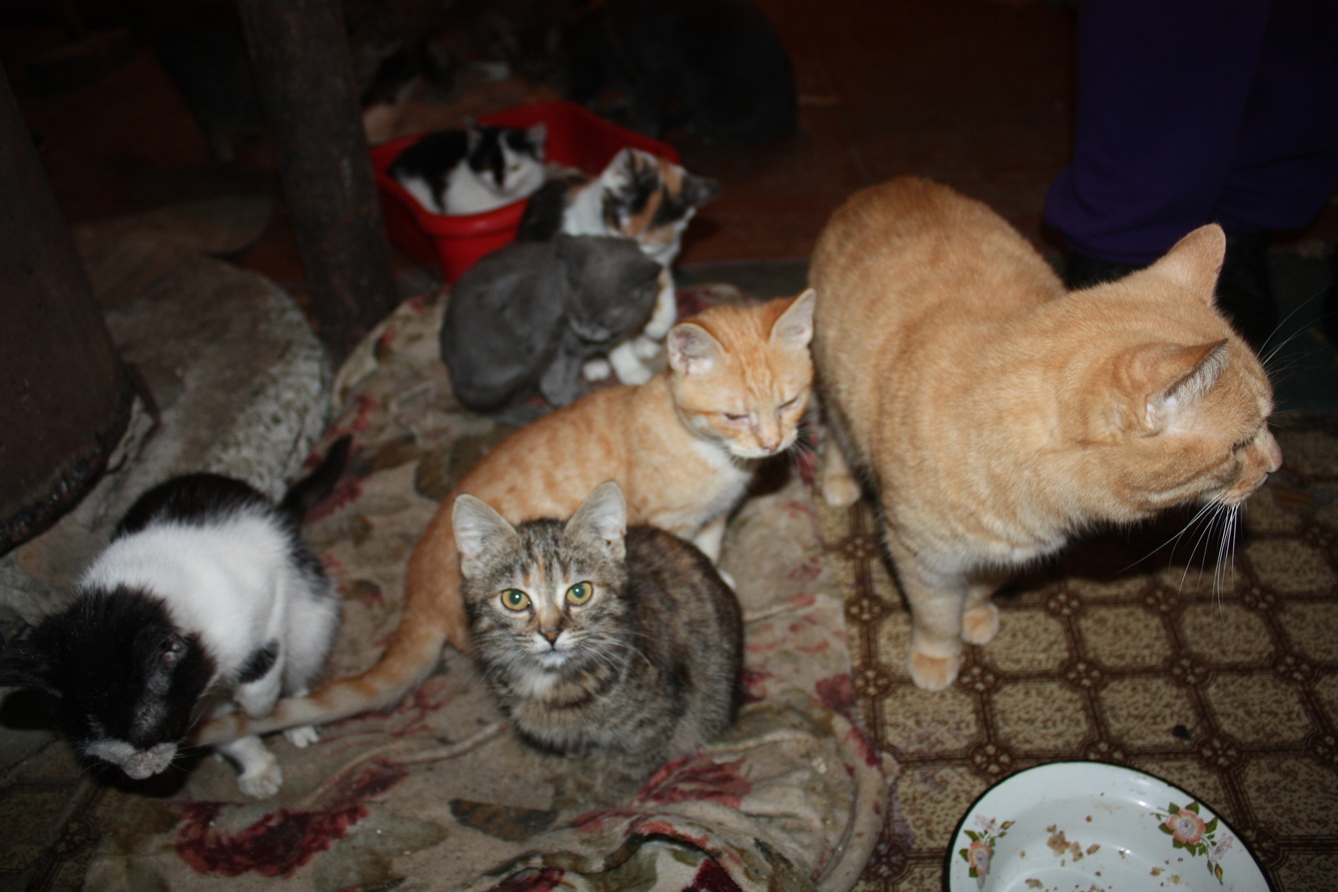 активисты молодежного совета помогли приюту «зоорай» ( видео) - изображение 1