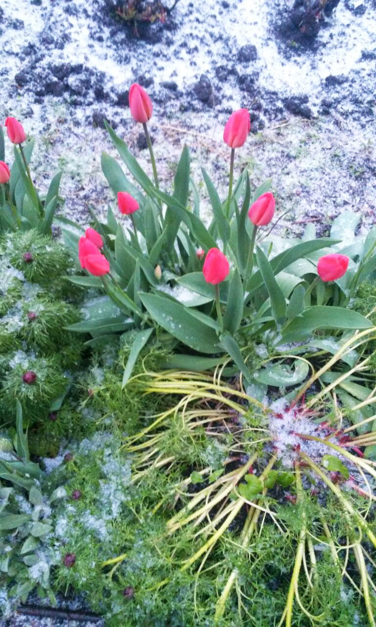 42 дня до лета: от читателей в газету - изображение 4