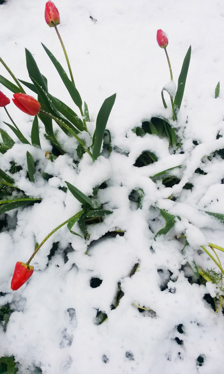 42 дня до лета: от читателей в газету - изображение 1