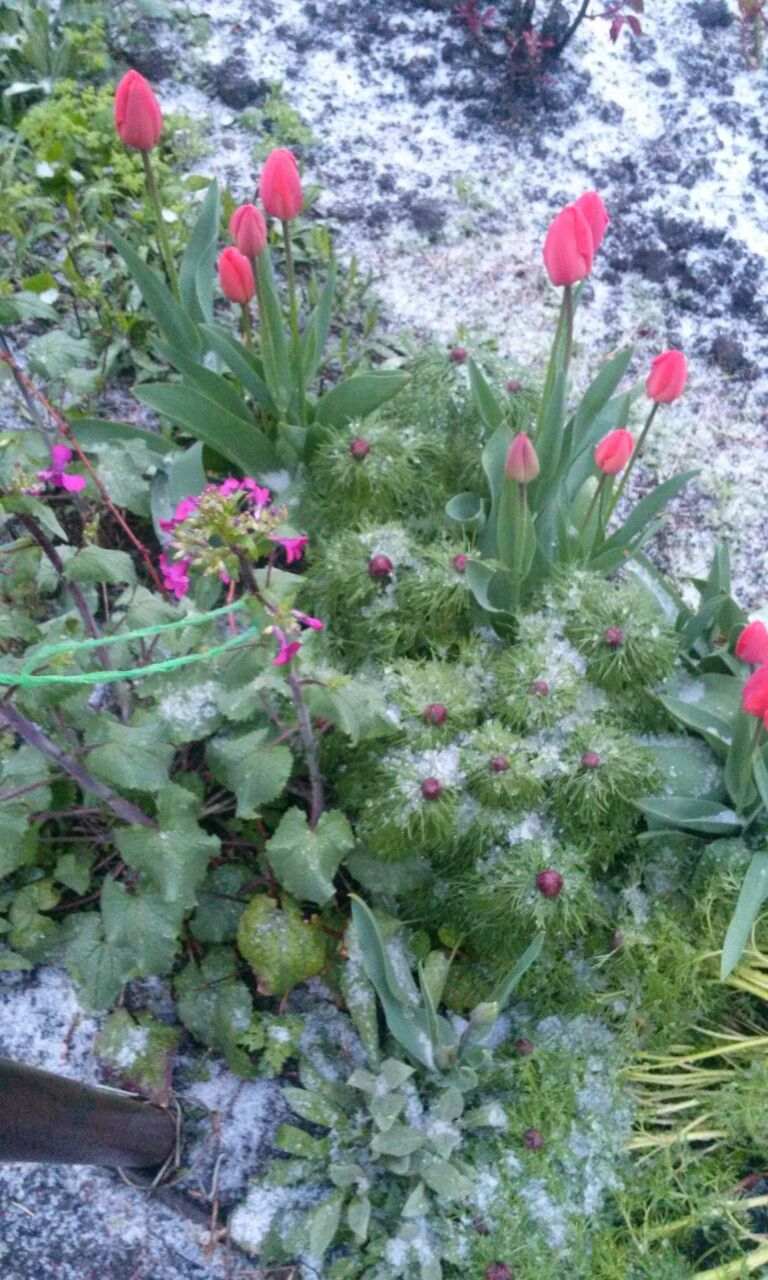 42 дня до лета: от читателей в газету - изображение 3