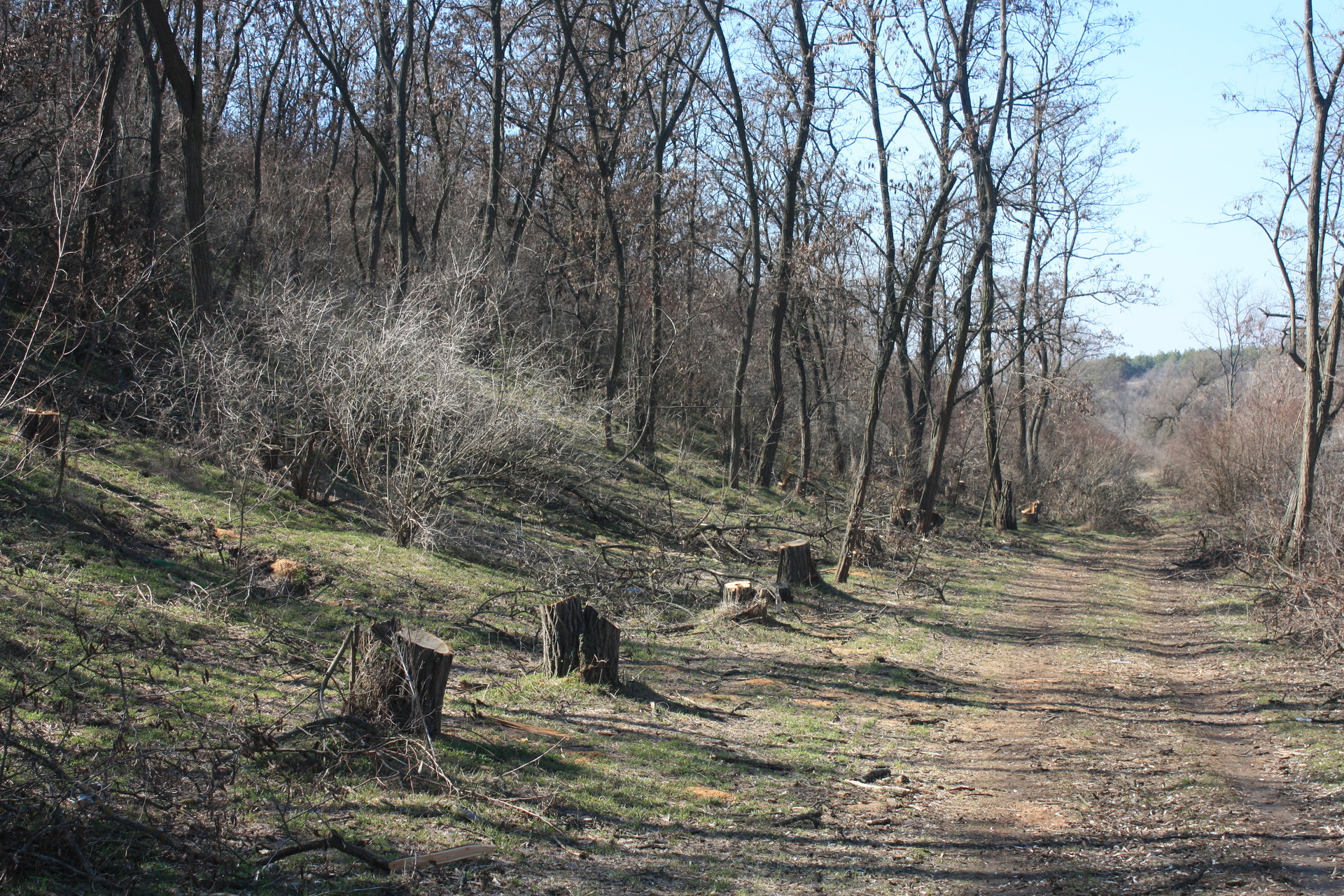 незаконная вырубка деревьев достигла угрожающих масштабов ( видео) - изображение 3 незаконная вырубка деревьев достигла угрожающих масштабов ( видео) - изображение 3