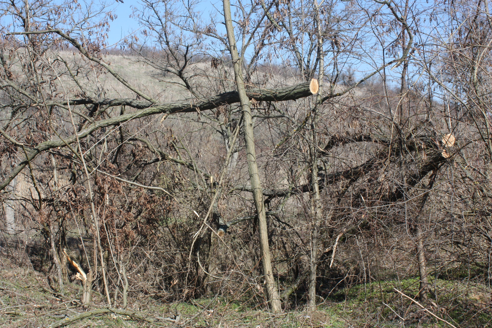 незаконная вырубка деревьев достигла угрожающих масштабов ( видео) - изображение 6 незаконная вырубка деревьев достигла угрожающих масштабов ( видео) - изображение 6