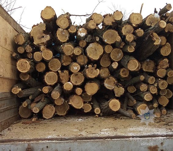 незаконная вырубка деревьев достигла угрожающих масштабов ( видео) - изображение 1 незаконная вырубка деревьев достигла угрожающих масштабов ( видео) - изображение 1