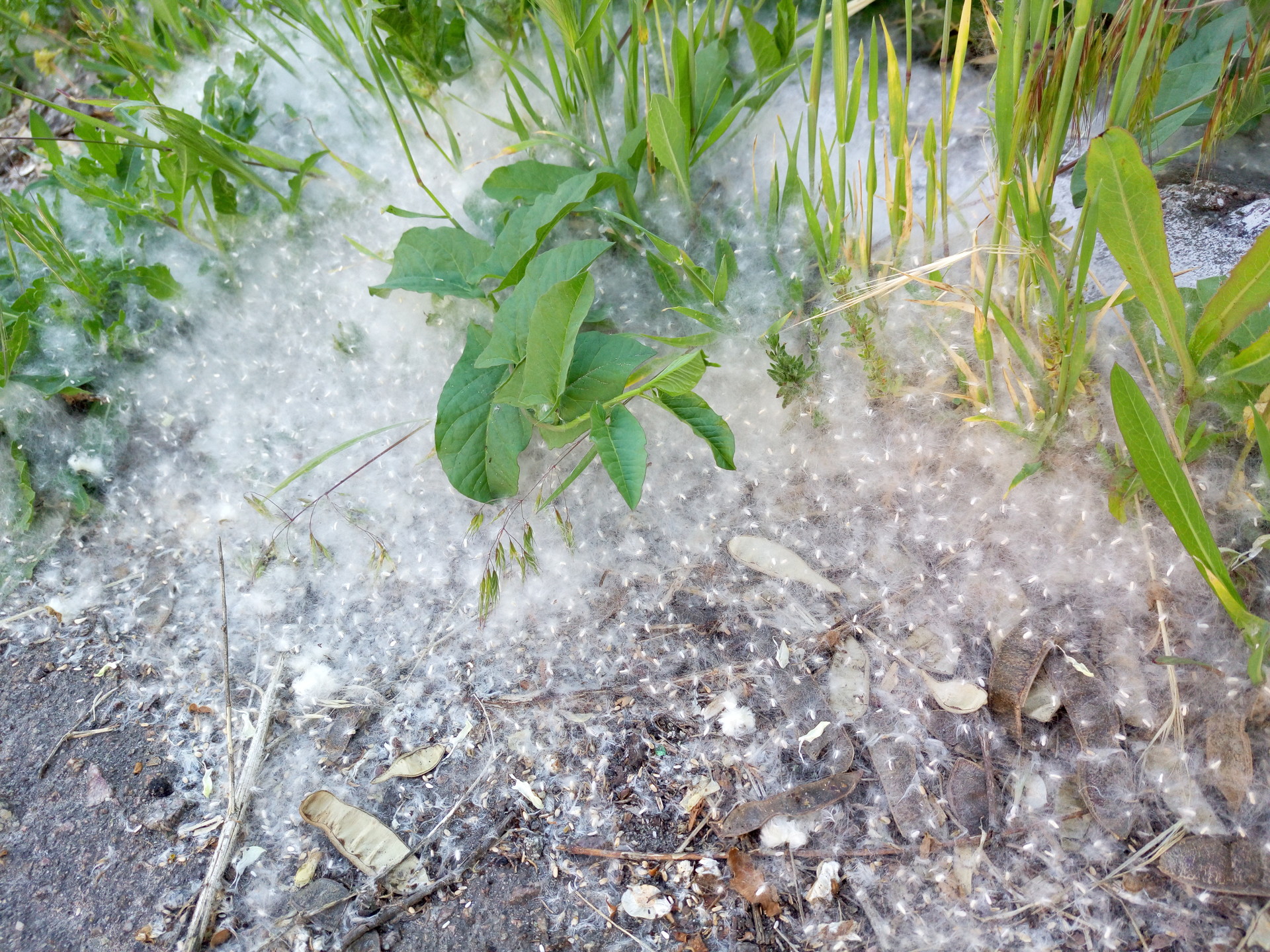 письма читателей: тополиный пух, жараааа - изображение 1