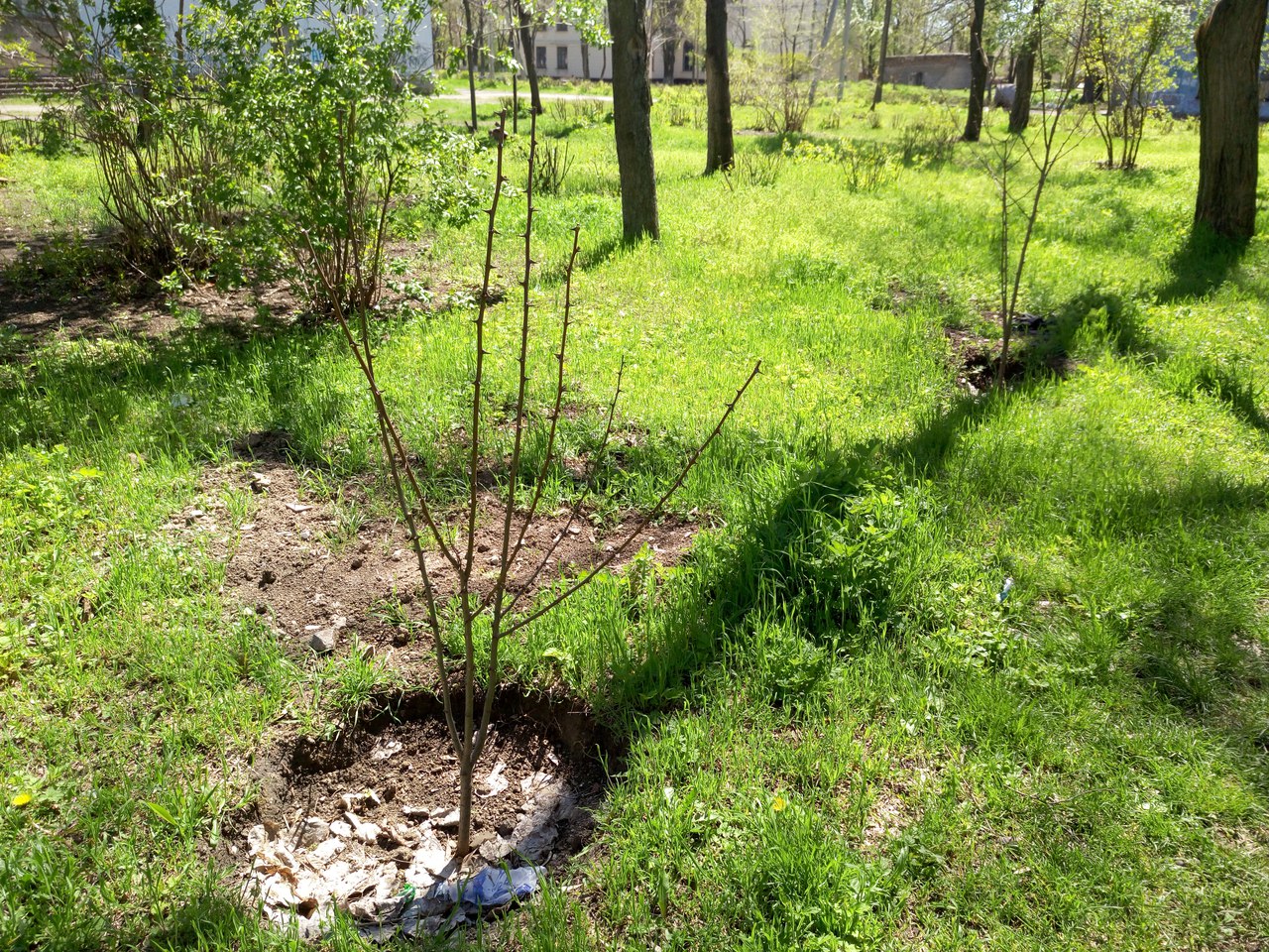 от читателей в газету: «спасибо всем, кто не дает городу превратиться в пустыню! - изображение 4 от читателей в газету: «спасибо всем, кто не дает городу превратиться в пустыню! - изображение 4