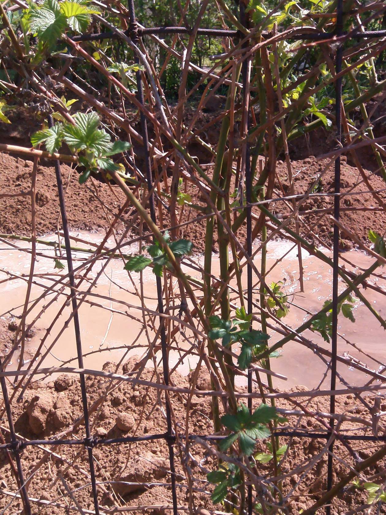 письма читателей: безобразие в разгар огородного сезона... - изображение 2